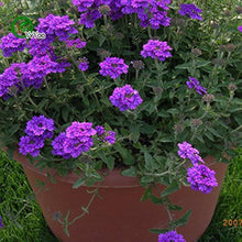 Blau Verbena Plant - for planting in home garden