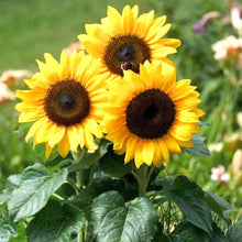 Sunflower Seeds for a bright addition to the Home Flower Bed