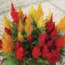 Celosia Seeds (Celosia argentea) for a bright addition to the flower beds and container gardens