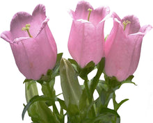 Bellflower Campanula medium flower seeds for planting in home garden borders and containers - for planting in home garden