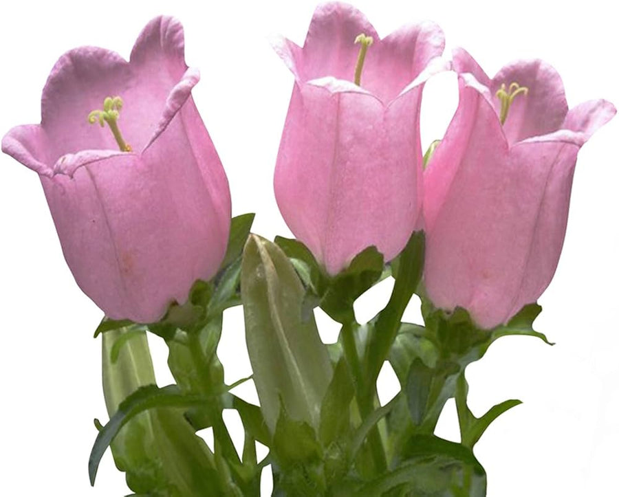 Campanula Campanula medium flower seeds for vertical garden and home garden use - for planting in home garden