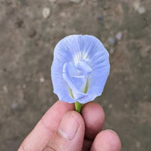 Mini Sky Blue Seeds for growers seeking a long-blooming display