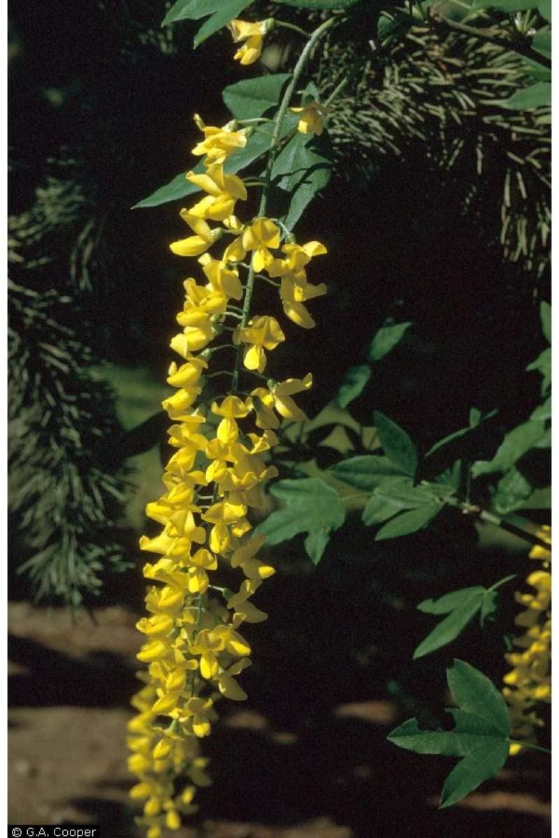 Golden Chain Tree Laburnum Yellow Seeds