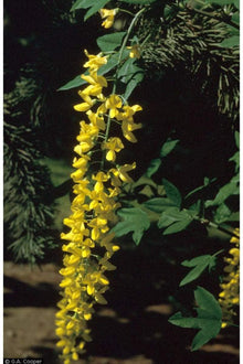 Golden Chain Tree Laburnum Yellow Seeds
