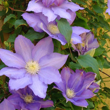 Sky Blue Clematis Clematis Florida Flower Seeds for Planting in Home Garden and Decorative Fences - for planting in home garden