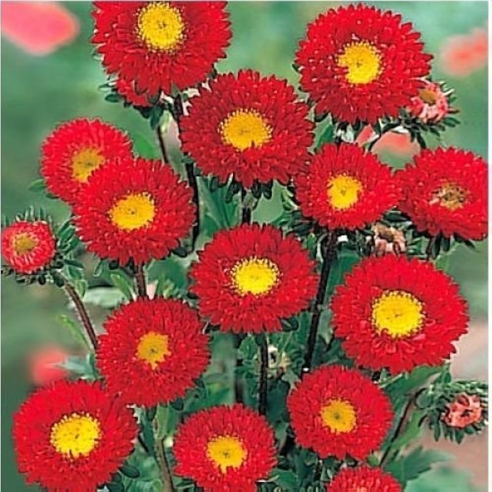 Aster Kurenai Red Yellow Seeds for seasonal color across the Garden