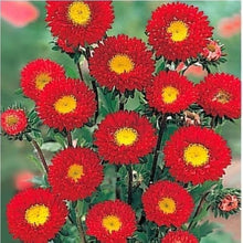 Aster Kurenai Red Yellow Seeds for seasonal color across the Garden