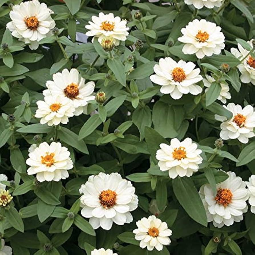 Zinnia â€˜Double Salmon Profusionâ€™ seeds â€“ intense hybrid flowering annual
