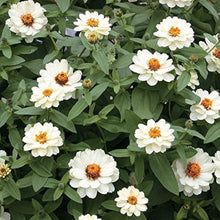 Zinnia â€˜Double Salmon Profusionâ€™ seeds â€“ intense hybrid flowering annual