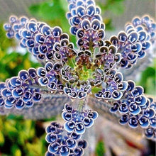 Magic Mixed Kalanchoe Longevity Flower Plant - for planting in home garden