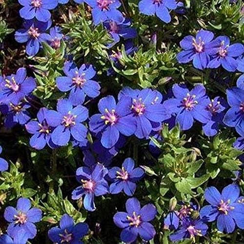 Blue Pimpernel Flowering Ground Cover - for planting in home garden