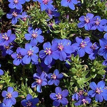Blue Pimpernel Flowering Ground Cover - for planting in home garden