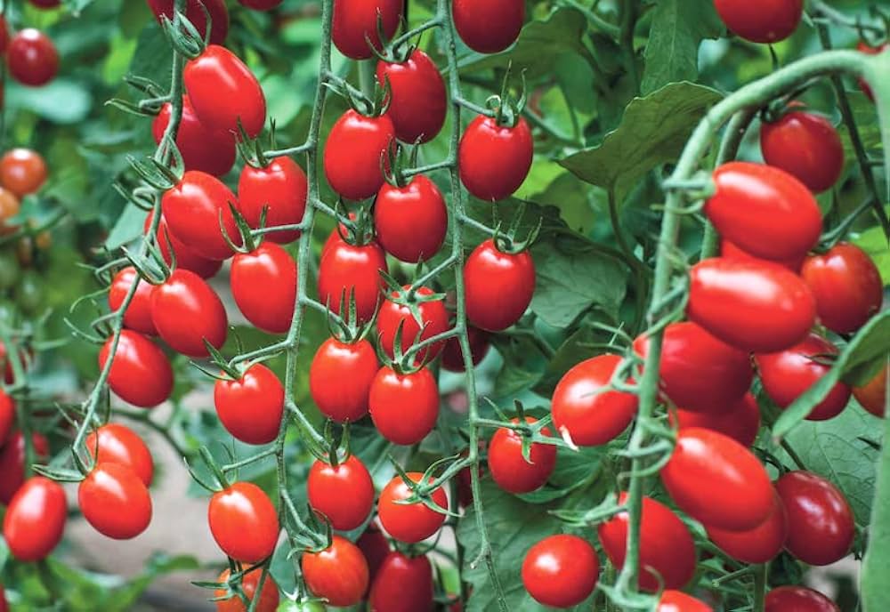 Mixed Tomato Solanum Lycopersicum Seeds for planting in patio garden
