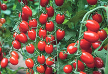 Mixed Tomato Solanum Lycopersicum Seeds for planting in patio garden
