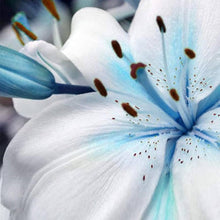 Lily Blue Heart Perennial Seeds for a colorful addition to any planting