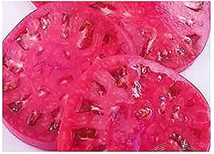 Aussie (Beefsteak Tomato Solanum lycopersicum vegetable) for planting in garden