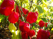 Caribbean (Habanero Peach Pepper) for planting in garden