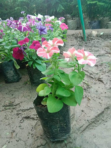 Petunia Seeds for a bright addition to the Petunia colors flower bed window pot