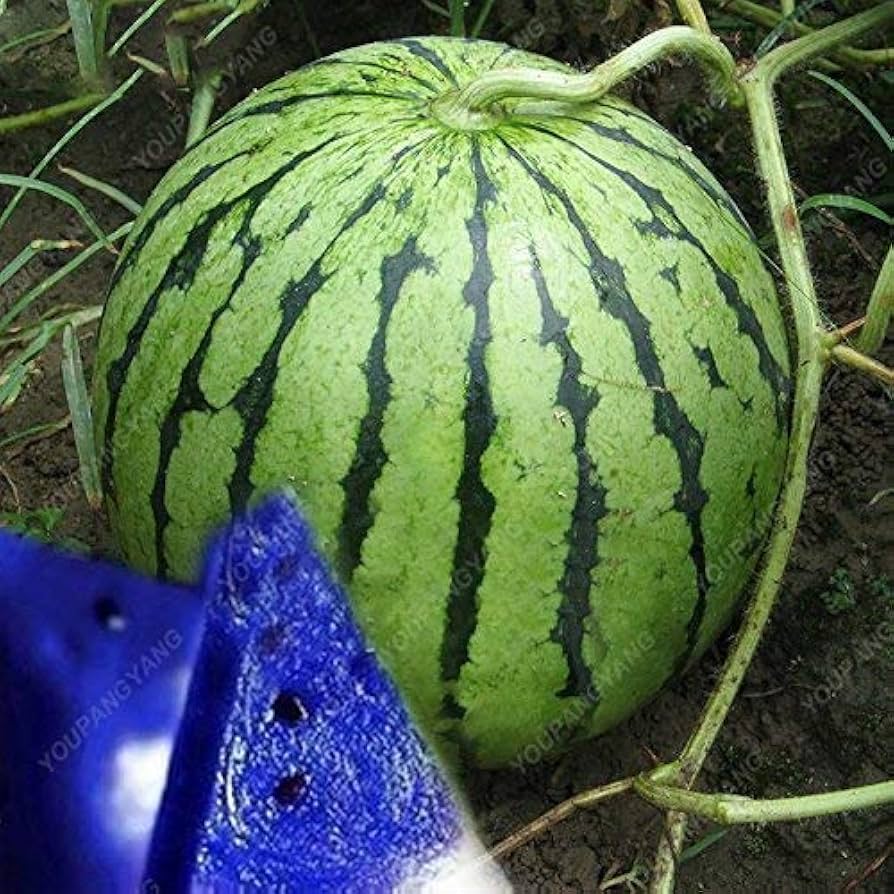 Multicolor giant watermelon seeds for home fruit gardening
