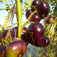 Amethyst Jewel Tomato Fresh Seeds for home growers seeking a reliable harvest