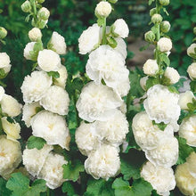 White Chater's Hollyhock Seeds (Alcea rosea) for seasonal color across the backyard garden beds