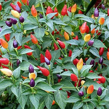 Cherry Pepper Seeds (Capsicum annuum) for a reliable harvest in the Kitchen Garden