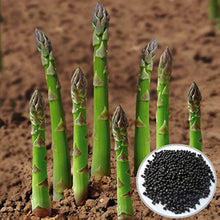 Asparagus Beds for planting in home garden.