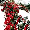 Red Climbing Rose for planting