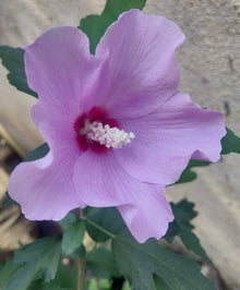Hibiscus Hibiscus Moscheutos Lavender Mist Flower Seeds for Planting – Ideal for Backyard Gardening and Ornamental Borders