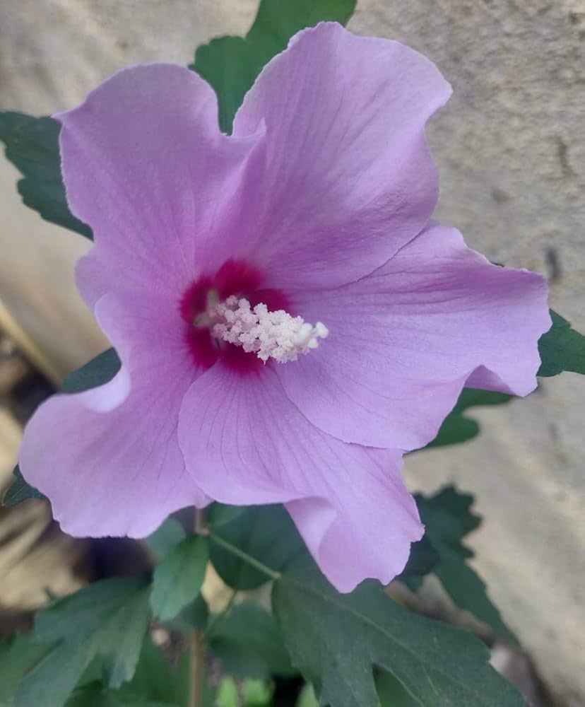 Hibiscus Hibiscus Moscheutos Lavender Mist Flower Seeds for Planting – Ideal for Backyard Gardening and Ornamental Borders