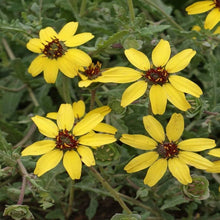 Chocolate Daisy Seeds (Berlandiera lyrata) for colorful blooms in the wildflower plots and home borders