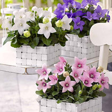 Balloon Flower Bonsai Seeds for a lasting addition to the Stunning Garden Blooms