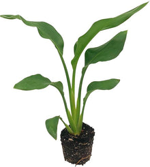 Strelitzia Strelitzia Reginae Bird of Paradise Seeds for a bright addition to the Outdoor Gardens