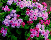 Floss Seeds prized for fluffy Blooms