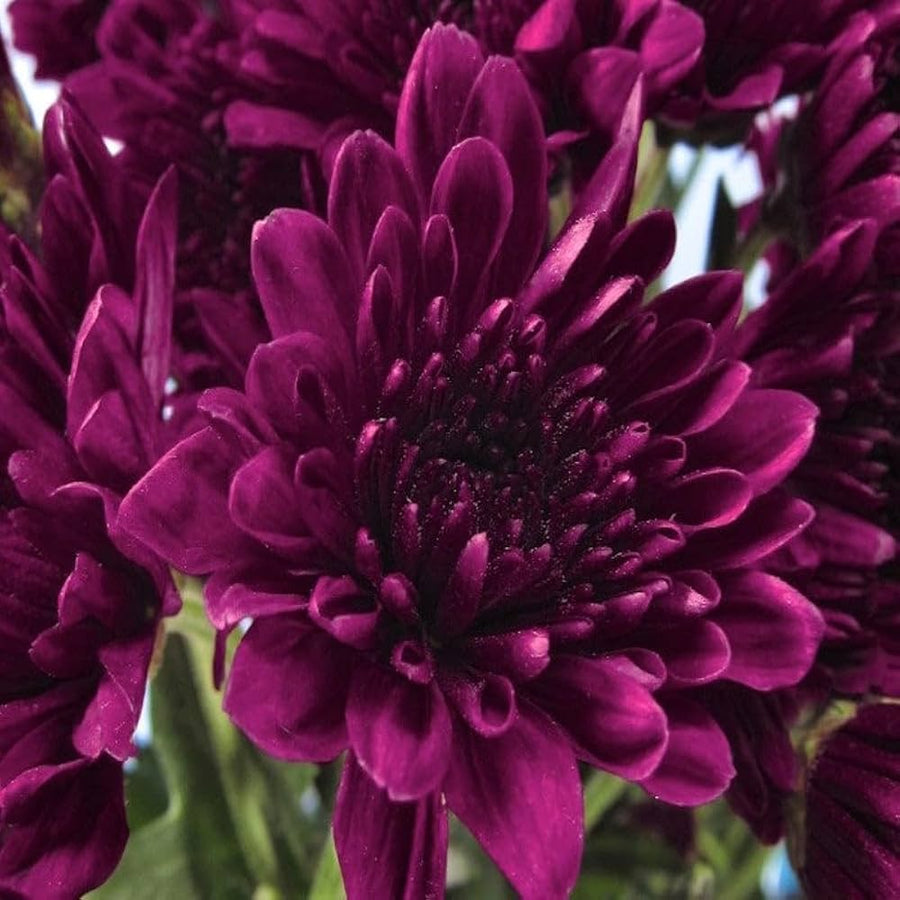 Chrysanthemum Flower ��������� Chrysanthemum spp. ��������� for planting in purple garden
