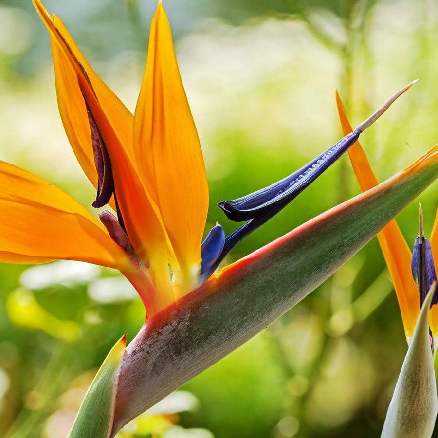 Strelitzia Bird of Paradise Strelitzia reginae for planting in urban garden