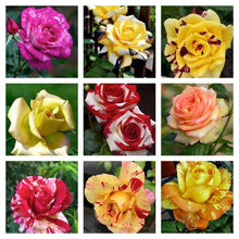 Schöne Agrostemma Rose Plant Seeds for gardeners building out beds and borders