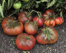 Plant Seeds (Pak choi) for colorful blooms in the kitchen garden or balcony grow trays