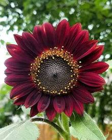 Black Magic Sunflower Seeds for growers seeking a long-blooming display