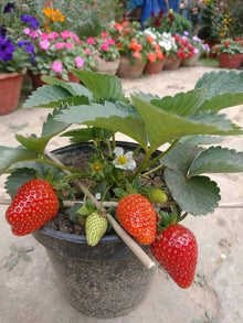 Strawberry Fragaria × Ananassa Super Giant Apple-Sized Seeds for growers planting the Home Vertical Beds