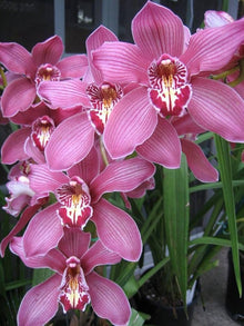 Chinese Cymbidium Mixed Varieties Rare Orchid Seeds for a colorful addition to any planting
