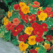 Jinlian Nasturtium Seeds (Tropaeolum majus) for seasonal color across the flower beds and hanging baskets