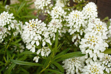 White Empress Candytuft Iberis Amara Seeds for reliable seasonal color