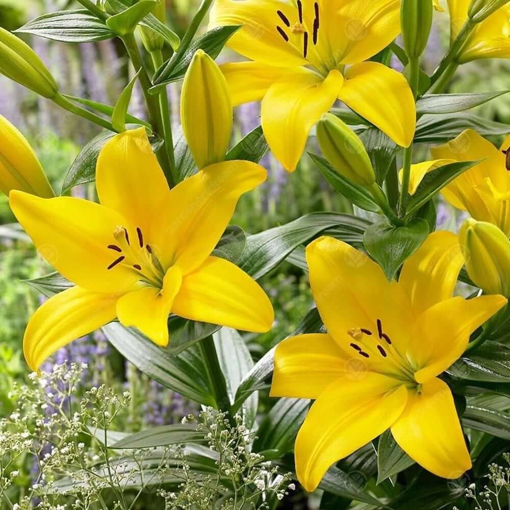 Perfume Lily (Lilium spp.) for fragrant bonsai garden planting