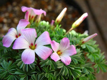 Oxalis Laciniata Seeds valued for unique Petal Design