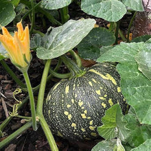 Lagenaria Siceraria Pumpkin Seeds prized among growers for fall Harvest