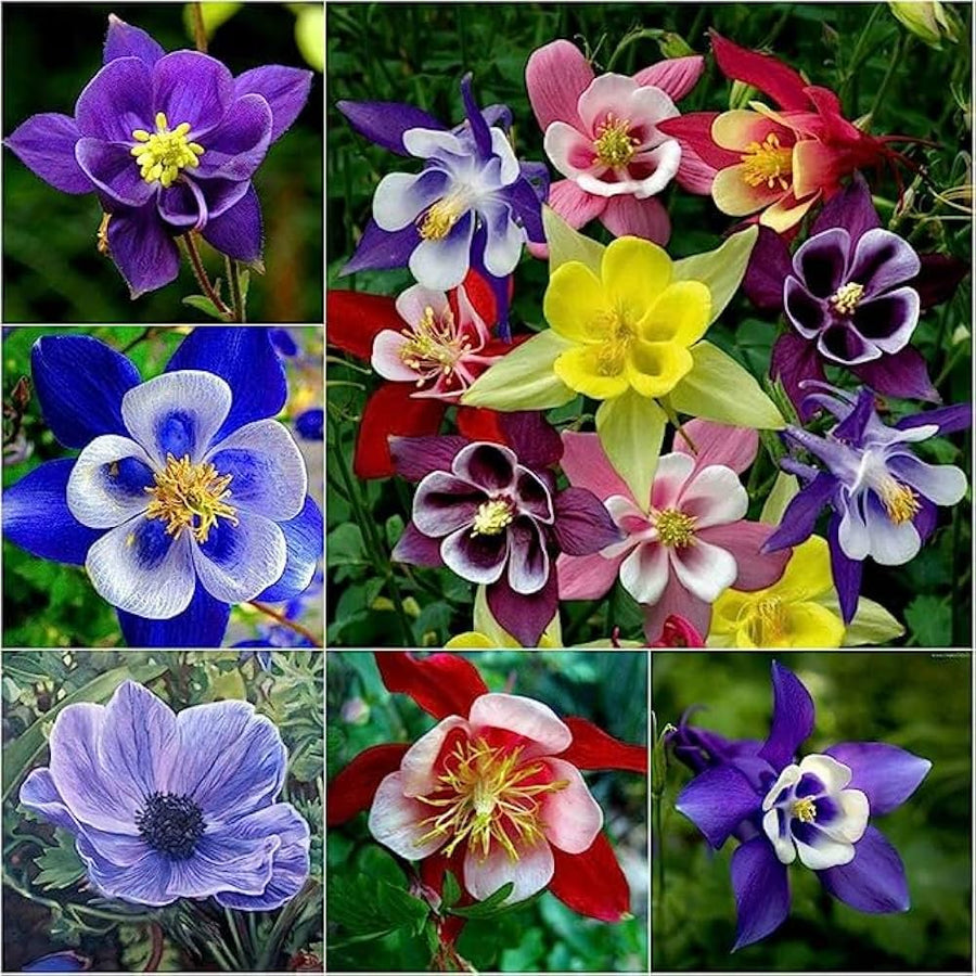 Hibiscus Mixed Colors Giant Perennial Exotic Flower - for planting in home garden