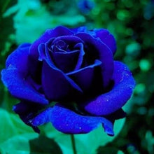 Rose Rosa Hybrida Holland Luminous Flower Seeds for Planting – Vibrant Blooms for Garden Borders and Home Landscaping