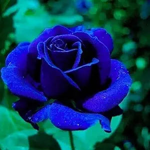 Blue Rose ��������� Rosa spp. ��������� for planting in balcony garden