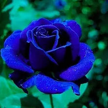 Blue Rose ��������� Rosa spp. ��������� for planting in balcony garden